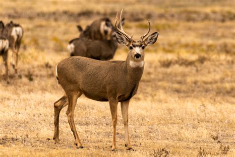 Multispecies lottery competition: a diffusi.